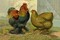 Chickens: Partridge Cochins Poster Print by Lewis Wright - Item # VARPDX454839